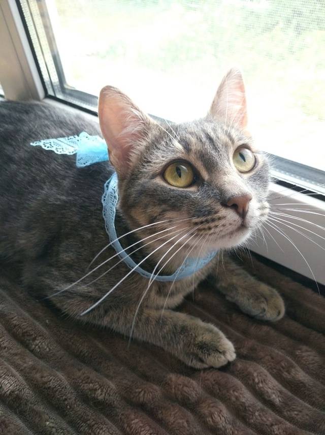 Вы верите в мИссию?💙🥺
Ощущение что этот котик прибы...