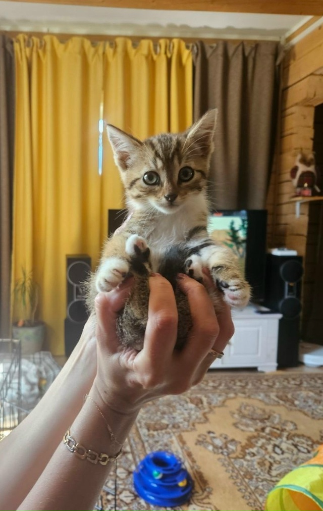 🐈Котята ищут дом🐈
Были спасены с улицы.
Оба мальчики...