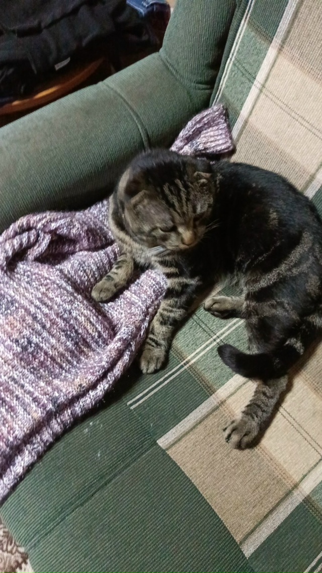 Добрый день. Отдадим в добрые руки вислоухого кота -бри...