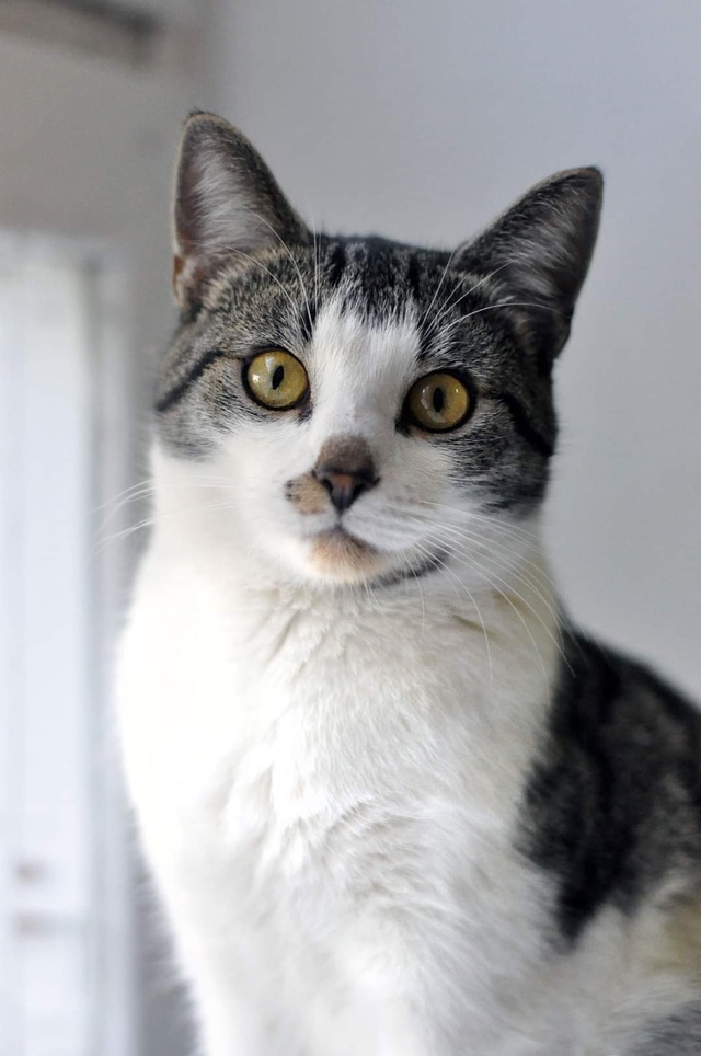 СТЕПА ?
Жил да был бездомный котя,
Мало кушал, плохо с?...