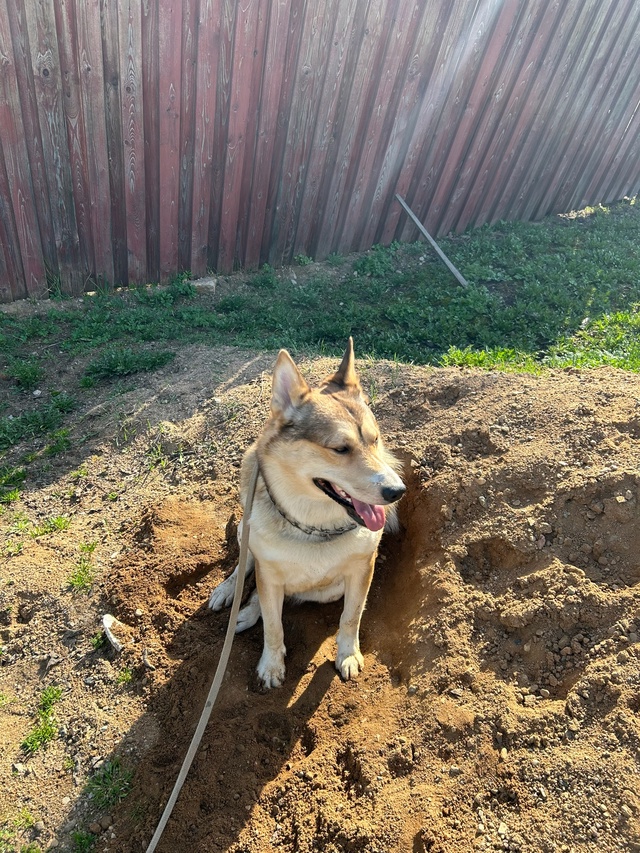 🐶Пристраивается кобель 3 года, западно-сибирская лайк...