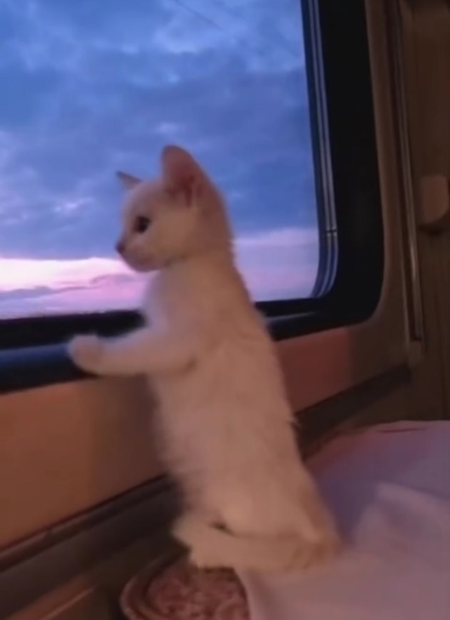 Маленький путешественник ❤️