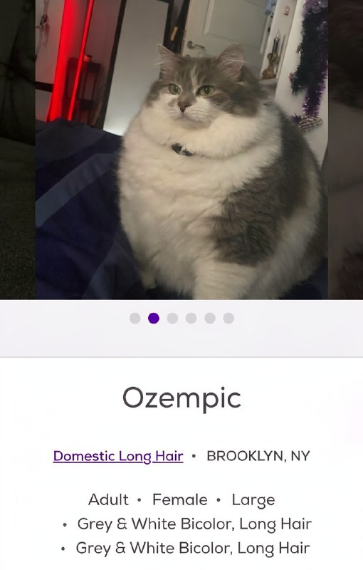 Petfinder — одна из крупнейших международных онлайн-платформ, где животным помогают найти новых хозя