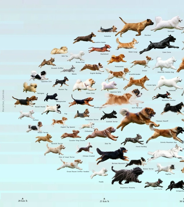 Самые быстрые собаки