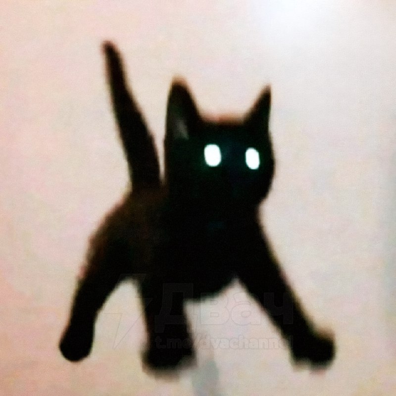 Сегодня отмечается День защиты чёрных котов
Эти котики не приносят несчастья, как многие думают, а