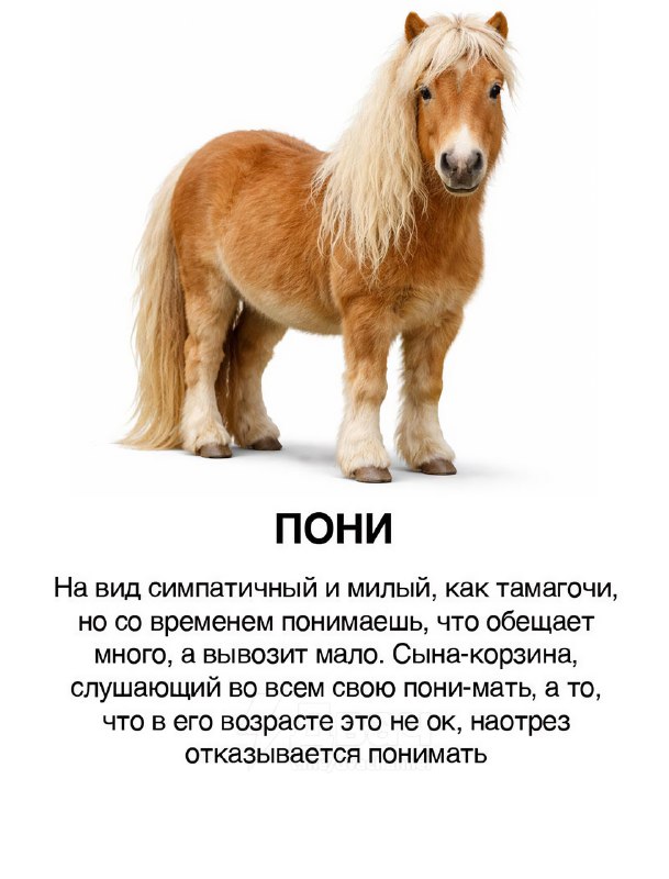 Появилась классификация парней в виде коней
Ищем себя, скидываем кентам