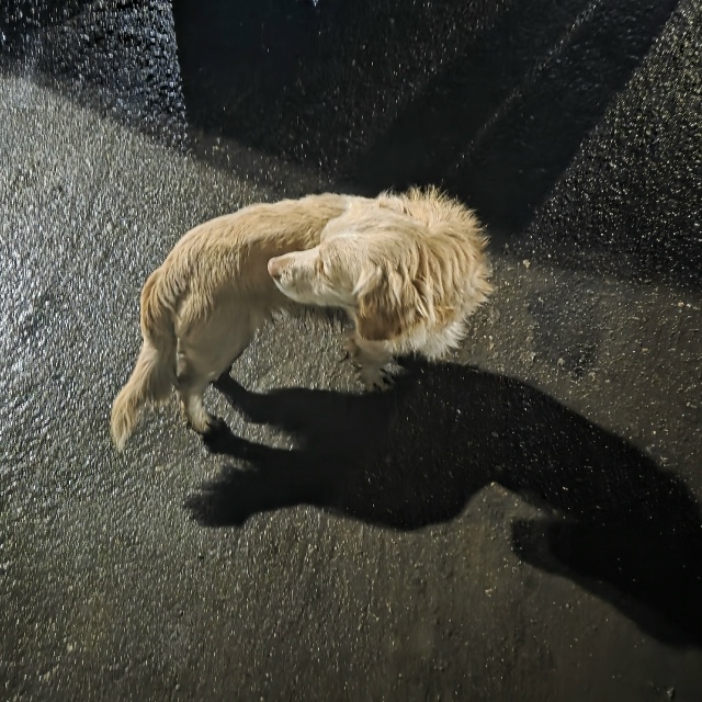 Чей пёсик?!территориально бегает за КФС,очень худой ,го...