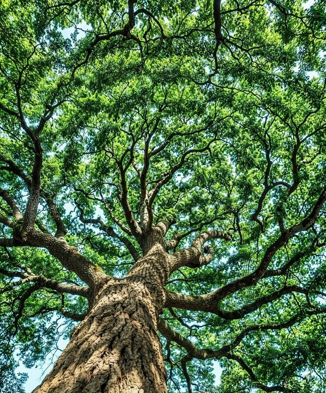 Это не ИИ-картина — это вид из-под древнего дуба. Ему бо...