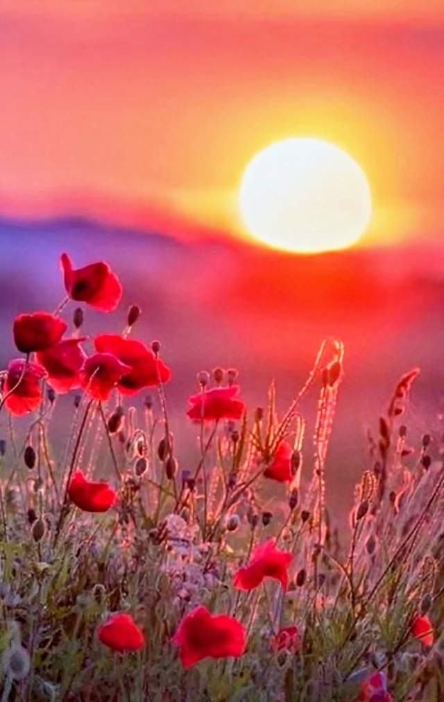 Перестроился июль...
После атмосферных бурь
И скачков т...