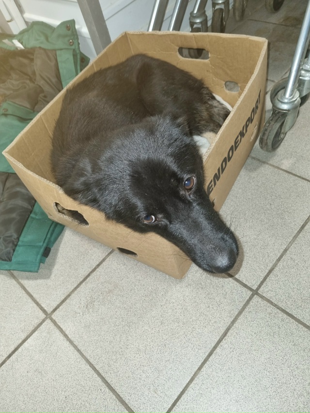 SOS!!!!
ПОМОГИТЕ!!!
Собака дворовая на Арбате , ощенила на у...