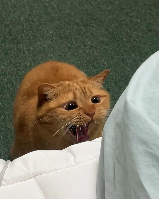 Сильный кот не закрывает глаза, когда зевает?