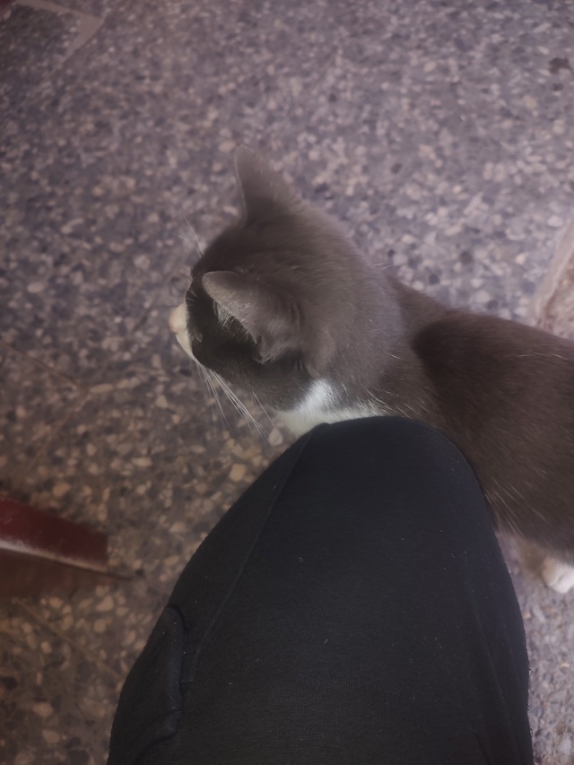 Чей котик