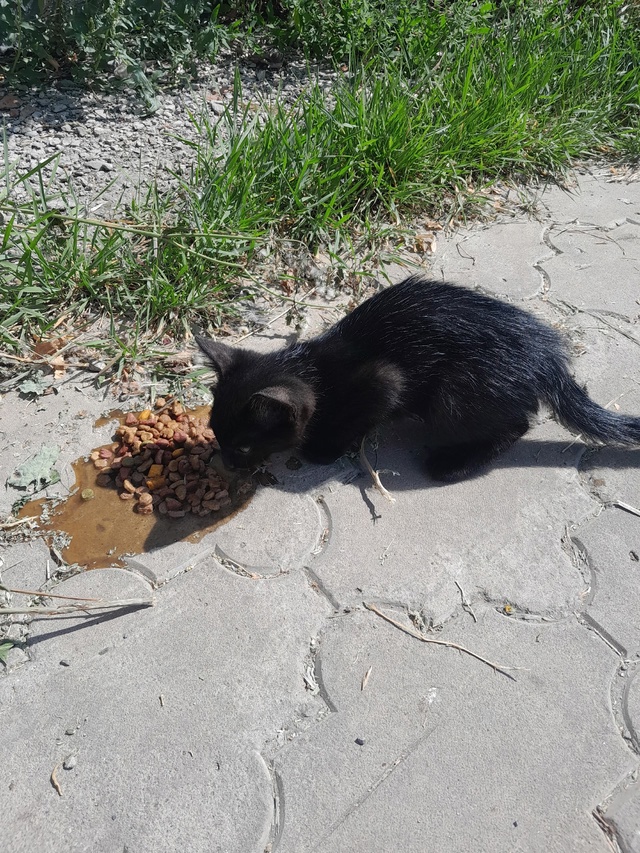 Нашли чёрного котёнка на улице Ленина в кустах у здани?...