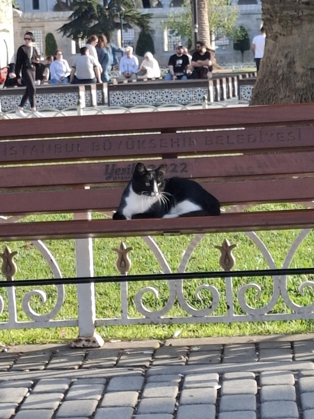 Котики в Стамбуле.
Если я была бы котиком, то хотела бы ?...