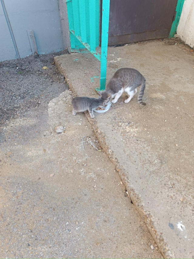 Котёнок маленький очень красивый, живёт в подвале