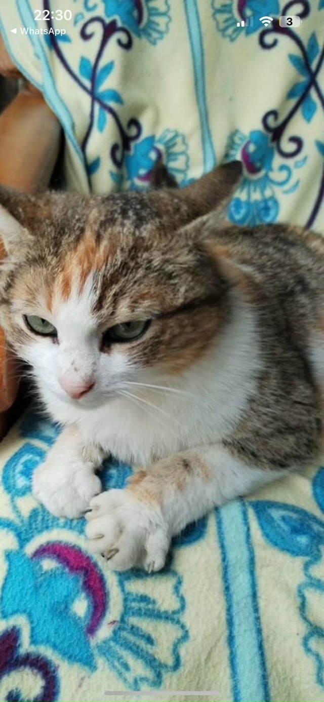 В добрые руки кошечки, все стерилизованны и обработаны...