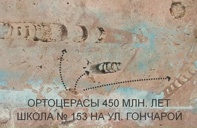 Трилобиты в Санкт-Петербурге Трилобиты — это небольш...