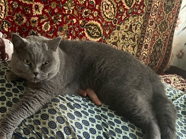 ❗️❗️❗️❗️❗️Пропал кот ❗️❗️❗️❗️❗️
В районе Л?...