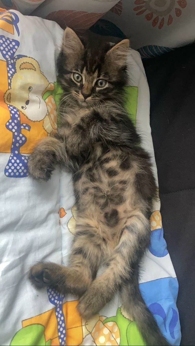 ? Друзья, наш кот Марсик , наш член семьи , наш самый лу...