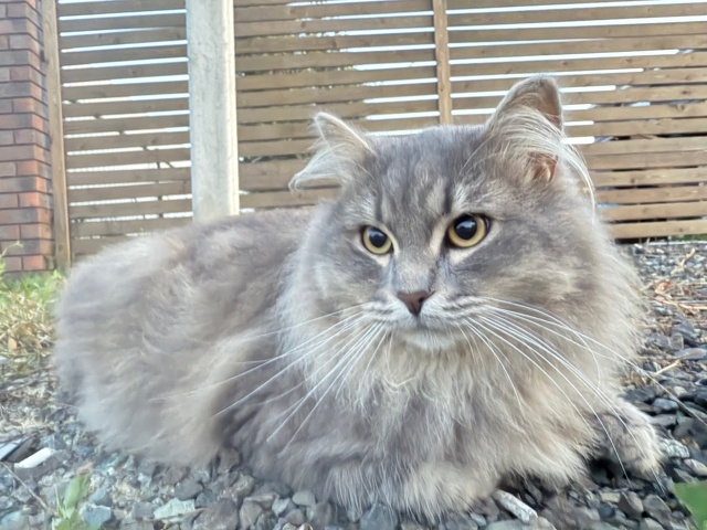 Пропал кот по кличке «Том»,на нем был надет оранжевый о...