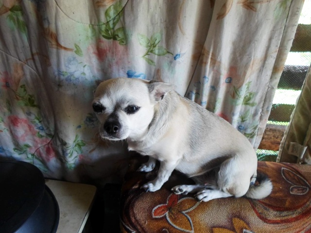 Потерялась собачка в районе ДК ! Может,кто видел или зн?...