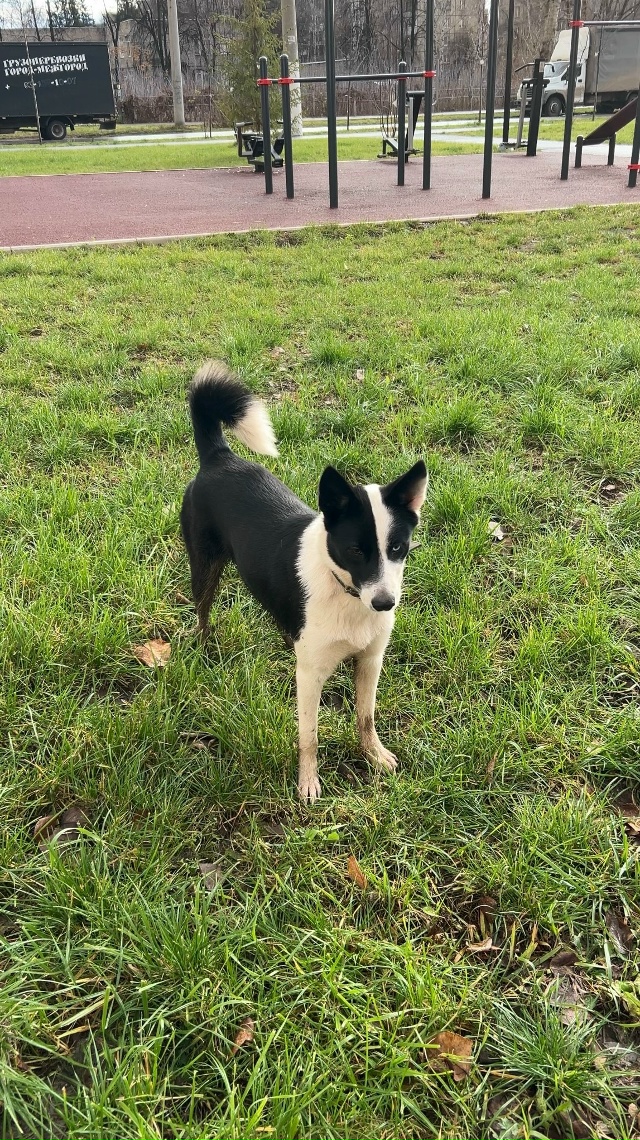 Бегает потеряшка
На Глинках (9.11 примерно в 16.00)