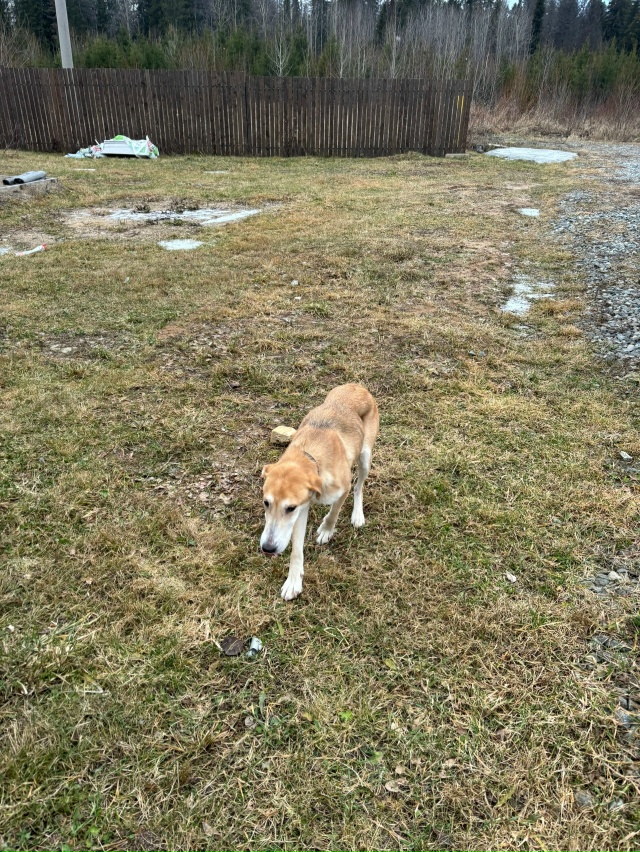 Животные
1. В районе молзавода потерялся рыжий кот Лёв?...