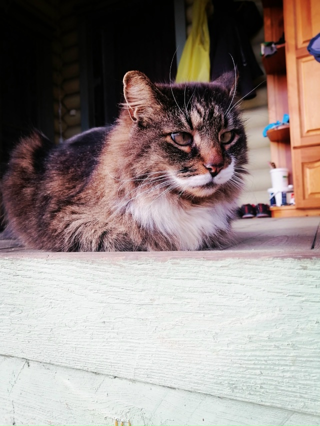 Мои брутальные ребята... Мои хозяева в доме... Мои хвоста...