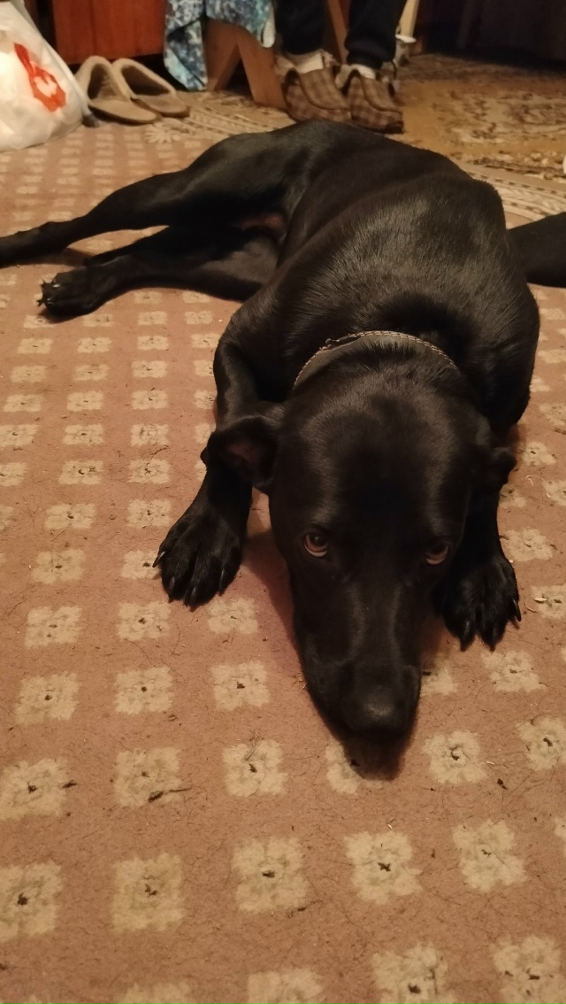 Эта очаровательная девочка Ютта, к сожалению, осталась...