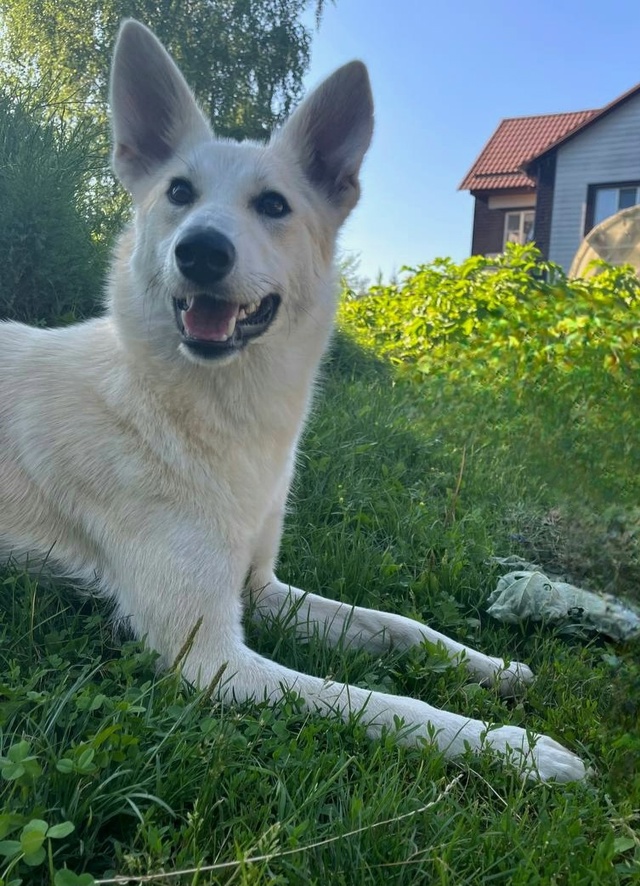 🐾 Срочно ищем дом для этой девочки!
Недавно мы писали ...