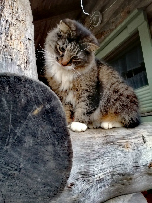 Мои любимые ребятушки!
Бесподобные котики и собачки!
?...