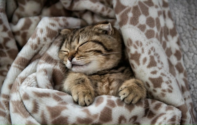 Осенний комплект: кот и плед!