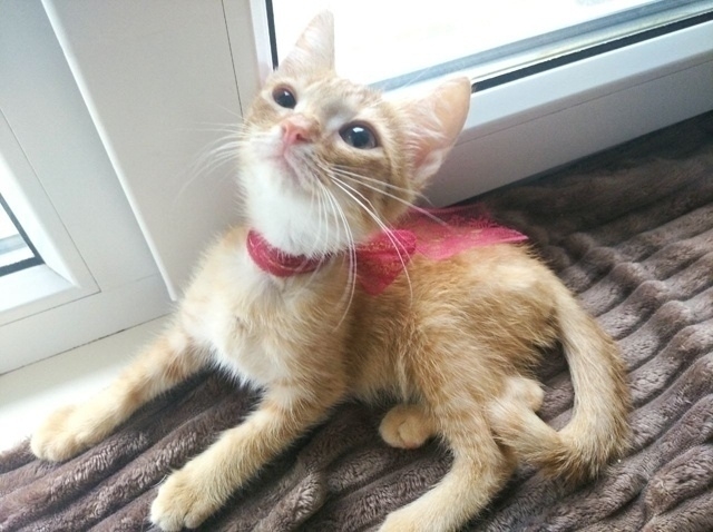 💛Персику идёт 6 месяц. К лоточку уже приучен и обработ?...