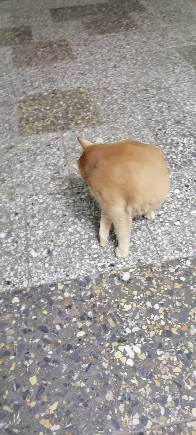 Пришёл кот на автостанцию, видно что чей-то за всеми бе?...