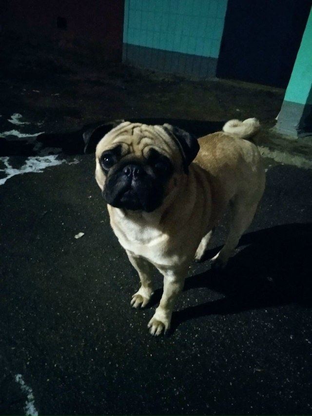 Найден мопс в Заволжском районе, отдадим только настоя...