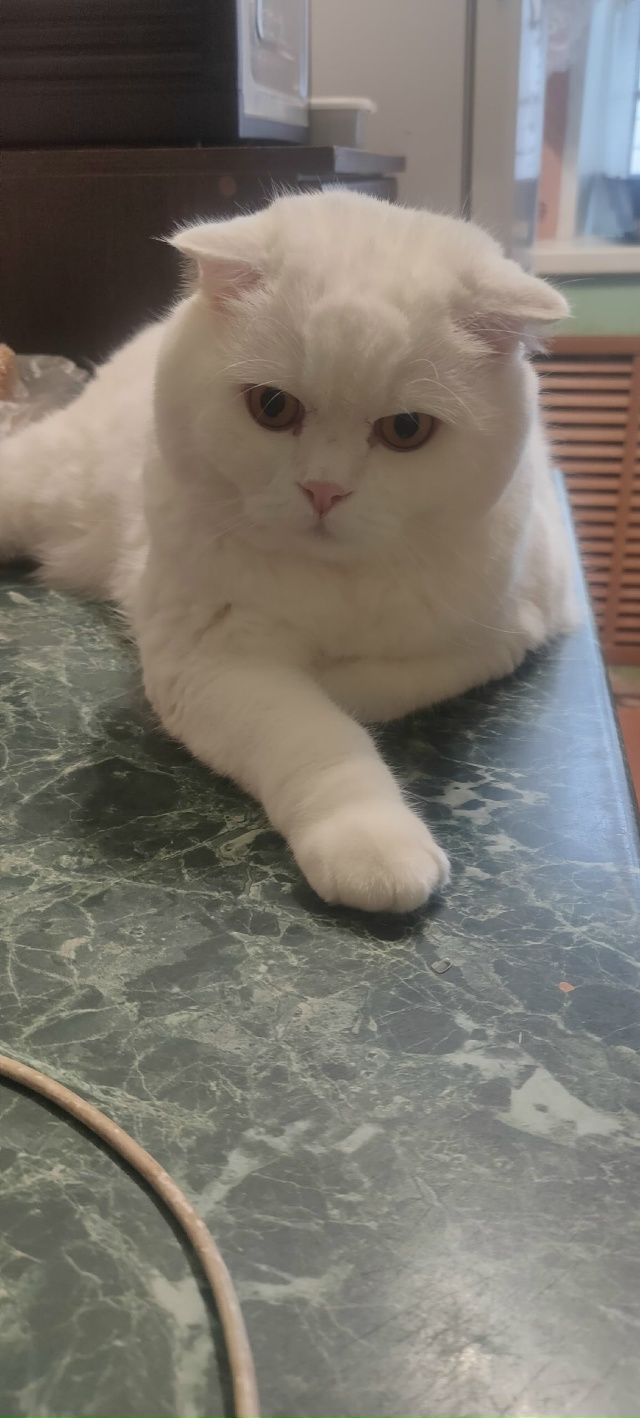 Пристраивается очень красивый кот,ранее был мне подки?...