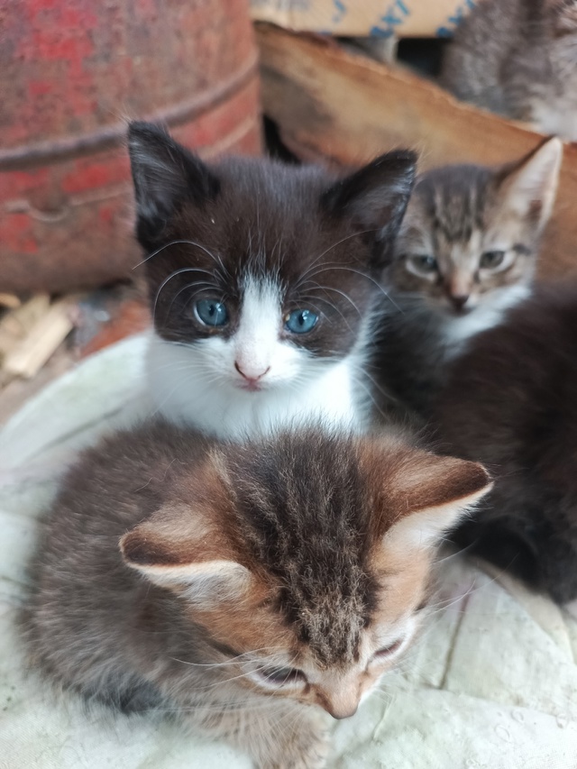 Котятки ищут любящую семью)
Все умнички)