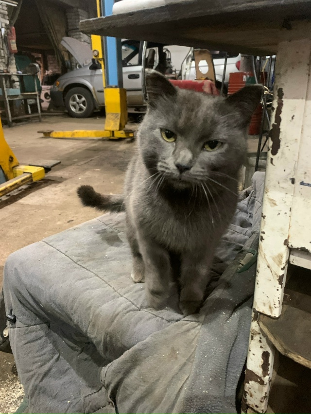 Кошка пришла с утра на сервис на братья Васнецовых, лас...