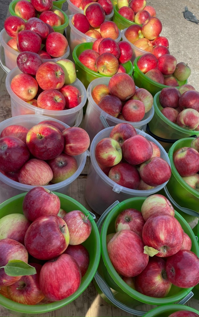 Дорогие друзья! С. КРАСНОУСОЛЬСКИЙ🍎🍐ПРИЕДЕМ НА ЯРМА?...