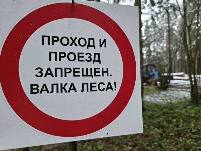 В Можайске очистят более 200 га леса от больных деревьев...