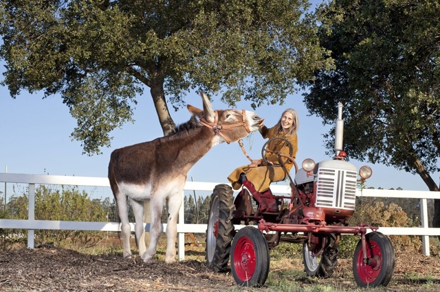 Сэм осел – признан самым высоким в мире. Его рост – 15,3 ?...