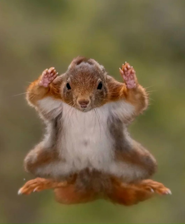 Показали финалистов фотоконкурса Nikon Comedy Wildlife Awards 2025 —...