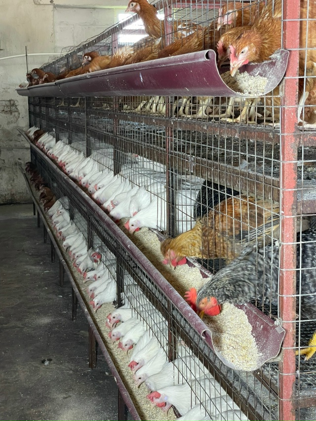 Мглинская птицефабрика !!!
29 октября в среду, с 10:00-11:30.
???...