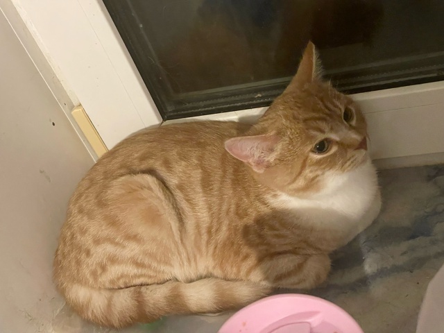 Во дворе дома Хабаровская, 44
Из под машины пришел ночь?...