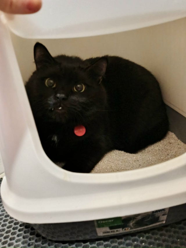 Смешной толстый чёрный кот смотреть бесплатно