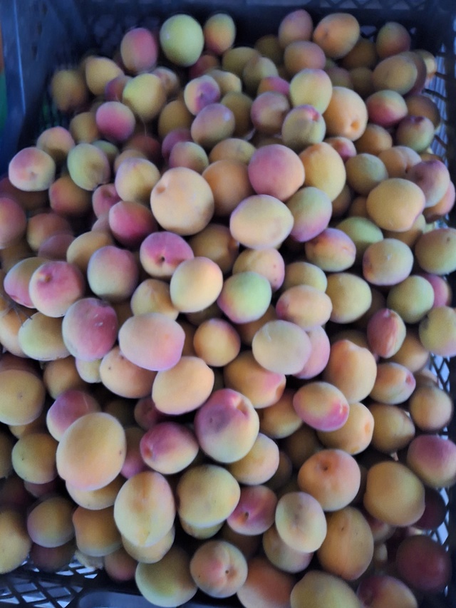 Продам абрикосы сладкие, яблоки,огурцы, тел.89058169699 .