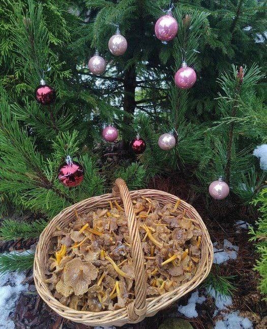 🍄‍ Снег не мешает петербуржцам собирать полные корзи...