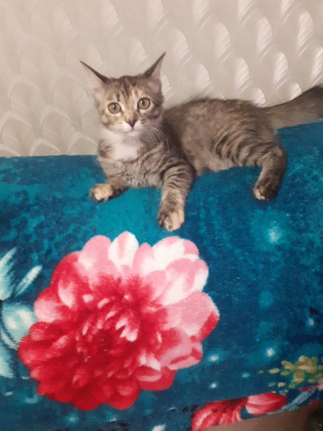 Отдам в добрые руки кошечка 4 месяца , приучена. Все воп?...
