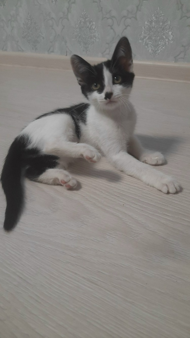 Отдам котят. Едят всё. К лотку приучены.