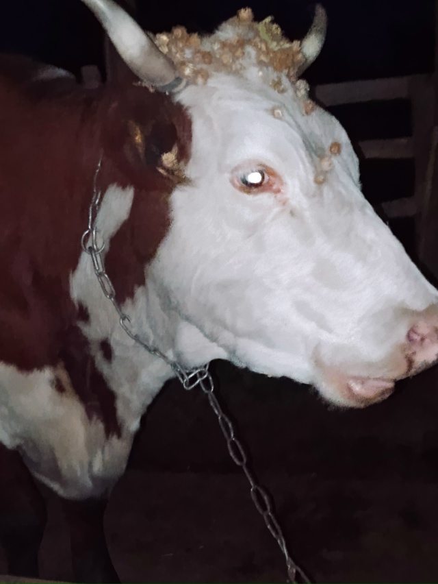 Продам корову.
Обращаться по телефону: 79996478662